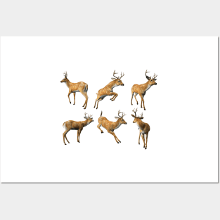 Woodland Deer Posters and Art